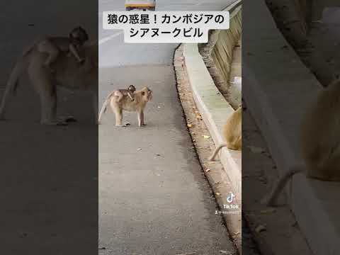 猿の惑星！カンボジアのシアヌークビルをバイクで走行中。出逢いました。海浜部に近い丘20230521