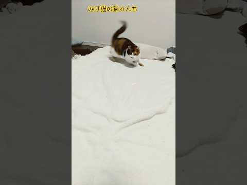 ドリフト？猫　#funny #三毛猫#cutecat