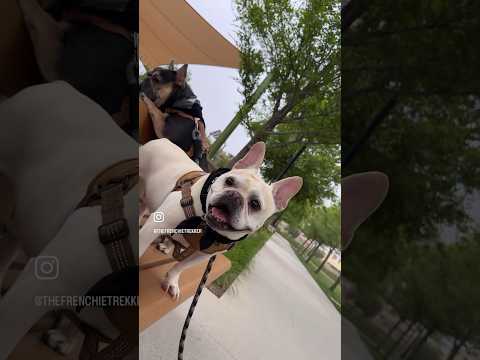 French Bulldogs Max and Bo | Last Day Of August | Frenchie Trekker TV #Dog #FrenchBulldog