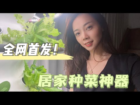 家用种菜神器！！最好看的室内植物！ 是可以吃的高颜值的菜！ Nayi纽约倔强老阿姨