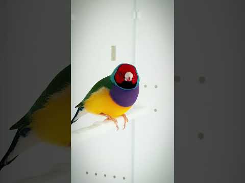 #gouldianfinch #rainbowbird