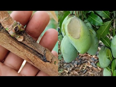 Best Natural Hormone from Banana Fruit for Grafting Fruit Trees at Home