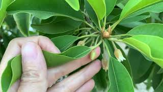 Sapodilla: How to manually pollinate sapodilla flowers to increase fruits!