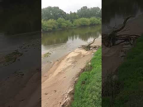 Birds bathing in the Border River Bug #travelvlog #border #poland #belarus #bug #river #birds