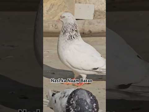 high flying pigeons / #highflyingpigeons #pigeonvideo #pigeonstatus #youtubeshorts