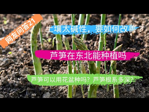 网友问答 第21期：土壤太碱性，要如何改善？芦笋在东北能种植吗？邻居家延伸过来的树根怎么办？ 南瓜结了2个果子，但沒有雄花怎么办？