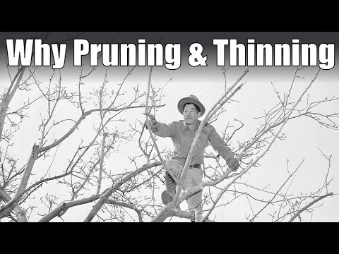 How Necessary is Pruning and Thinning Fruit Trees