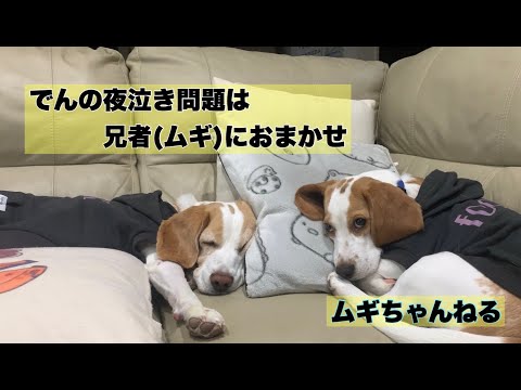 【ビーグル】でんの夜泣き事情