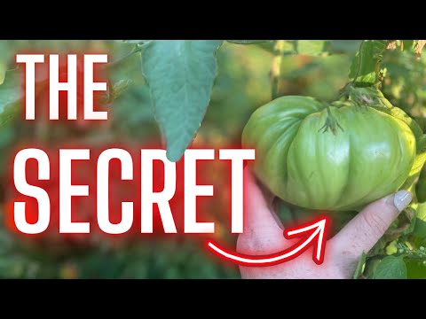 9 Different Ways to Grow Tomatoes 🍅 2 Failed Horribly Failed