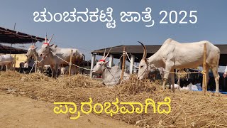 Beginning of Chunchanakatte cattle fair 2025