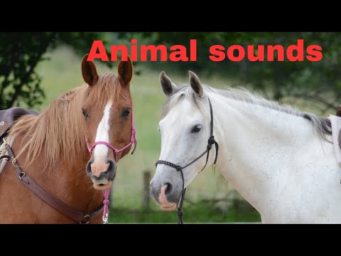 Animal and their sounds #animals #animalssound #animalsandtheirsound #animalsounds #animalssounds