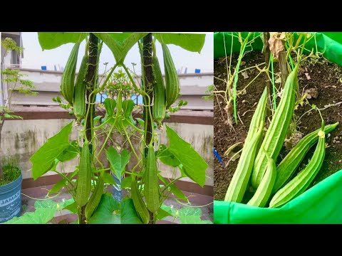 How To Grow Ridge Gourd And Cook Delicious Ridge Gourd Recipe // Garden To Plate