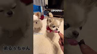 #チワワ #犬 #可愛い #もふもふ #犬好きと繋がりたい #犬のいる暮らし #japan #dog #ポケットモンスター