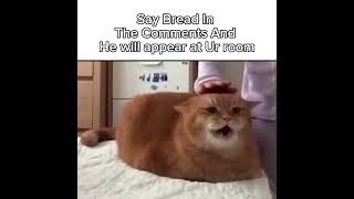 Bread! 🗣️ || Meme On This Cat -!! #givemebackmykids  #sadiedropistheonlyvalidship #uhhhh