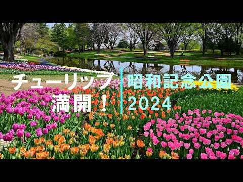 【4K】チューリップ満開＆桜共演！2024  @昭和記念公園 / Tulips in full bloom with cherry blossoms in Showa Kinen Park