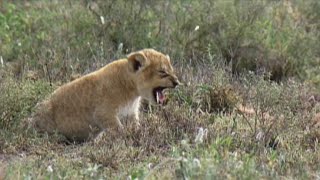 小獅子與母親走散，闖入三頭雄獅領地，餓到絕望時奇跡出現 | Lion