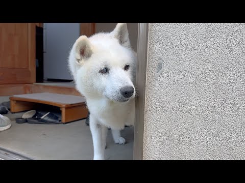 大好きなじいちゃんが別の女と遊んでいる所を目撃してしまった柴犬