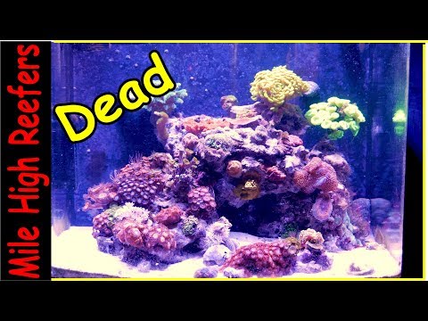 All the Fish are Dead in the Nano