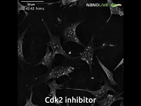 Nuclear Disruption in Pre-Adipocytes by CDK2 Inhibition