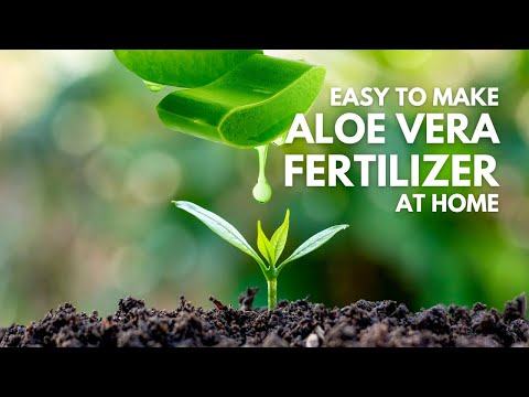 How To Make Aloe vera Fertilizer at Home