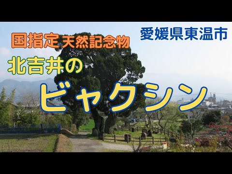 【北吉井のビャクシン】全国に8本！「国の天然記念物」に指定されている大木【愛媛県東温市】