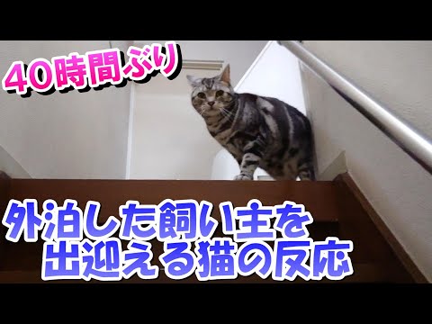 一泊旅行した後の猫の反応は？（アメリカンショートヘア）