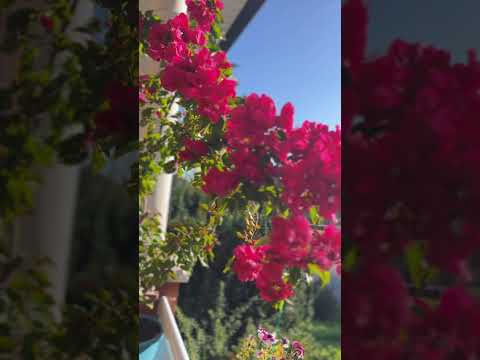 三角梅室外零度还有盛开#bougainvillea #gardening #flowerarrangement