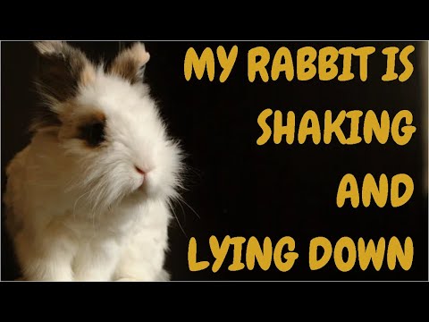 My Rabbit Is Shaking And Lying Down