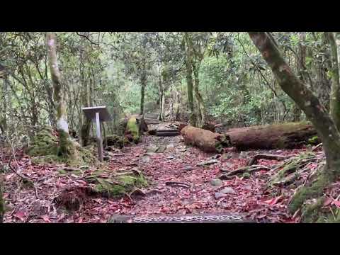 大雪山賓館（Dasyueshan Guest House）至谷關七雄之一的波津加山（Bozinga Mountain）路線最初前前段陡坡來回一小時（Go back in one hour ）的探路行程