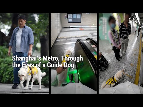 Shanghai’s Metro, Through the Eyes of a Guide Dog