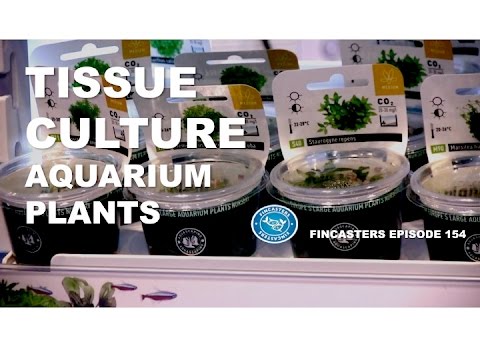 Tissue Culture plants Fincasters Episode 154