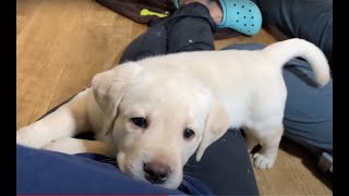 Livestream Puppy Cam REPLAY: 2-month-old Adorable, Chunky Lab Puppies #labrador #cutepuppies #puppy