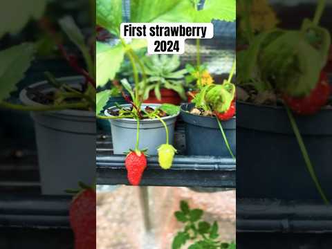 First strawberry 2024 #garden #strawberry  #shorts