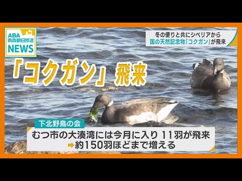 国の天然記念物「コクガン」　冬の便りとともにシベリアから青森・むつ市に飛来　浅瀬の岩に付いている海藻をおいしそうに食べる