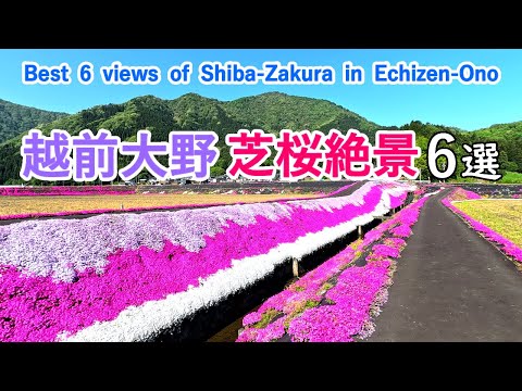 Best 6 superb views of Shiba-Zakura in Echizen-Ono, Japan [ 4K ]