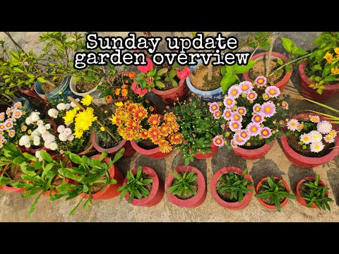 Sunday update//Winter Garden overview//12-December-2021