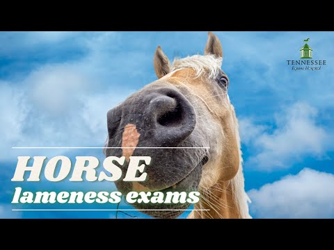 Things to Know About Equine Lameness Exams