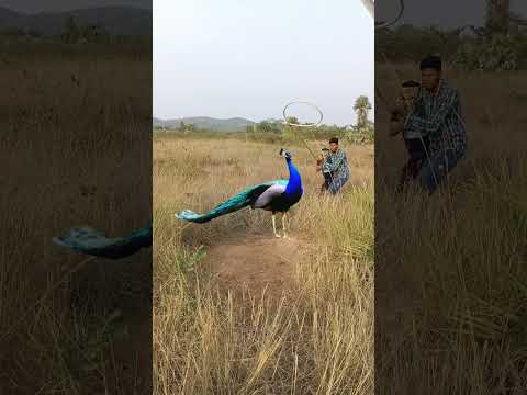 Chatching peacock 🦚#reel #reels #trending #viral #viralreels #video #tiger #wildlife #reelsvideo