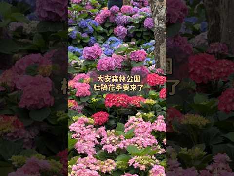 大安森林公園杜鵑花季要來了！