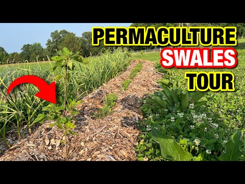 A TOUR OF OUR 3 PERENNIAL PERMACULTURE SWALES