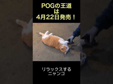 【POGの王道】ノーザンファームのごろごろニャンコ #POGの王道