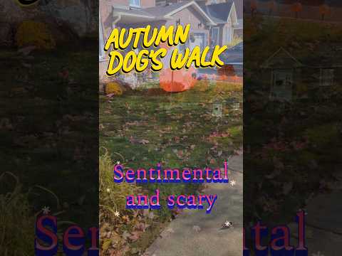 The dog's walk was sentimental and scary #dogs #shorts #goldenretriever