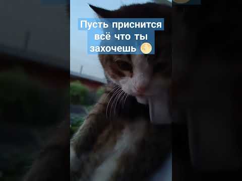 #тебе #открытки #добрыйвечер #добройночи #длятебя #вечер #shorts #short #cat #спокойнаяночь #tiktok