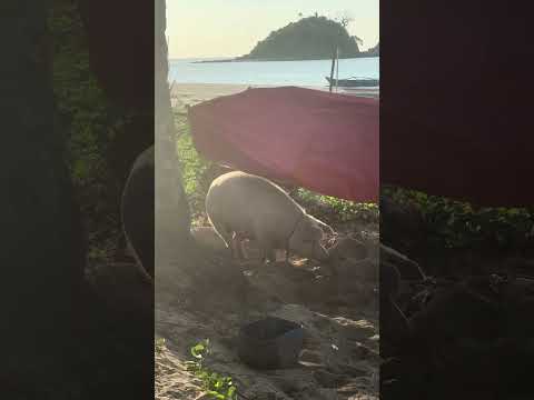 Meet the BEACH PIG 🐷 🐽 #travel #elnidopalawan #beach #balivibes #piggy #pig ￼