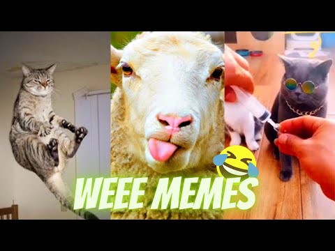 try not to laugh 😂 WEEE MEMES Funny dogs and cats Funny animals videos graciosos de animales