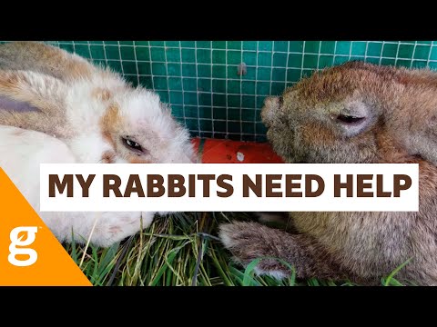 HELP!  rabbits with nose fur problems - WHAT IS IT?