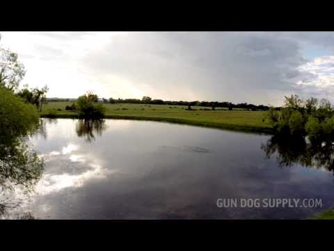 Dokken Deadfowl Mallards are FUN! Steve training retriever Flint at the Lake