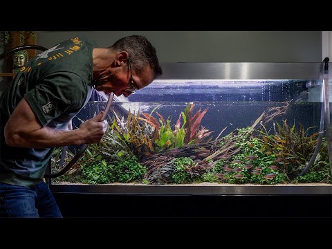 Secrets to Sustaining my Best Aquascape so far...