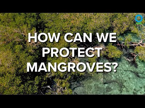 How Can We Protect Mangroves?