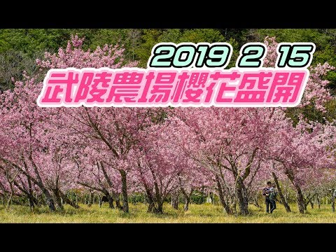 2019櫻花盛開的2月天美美美超美的，武陵農場是值得一去的露營聖地